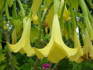 Brugmansia Cultivars